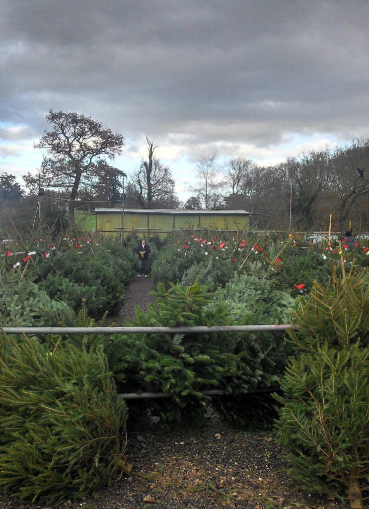 Christmas trees for sale